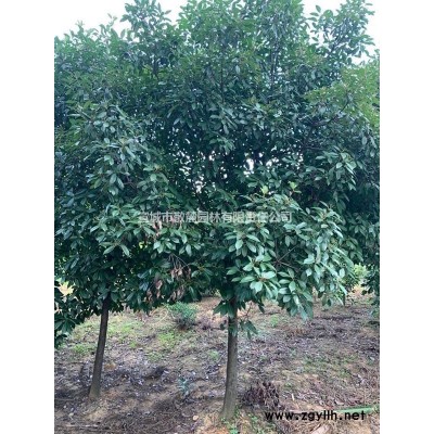 安徽宣城基地胸徑15-25大葉女貞