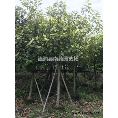 福建造型果石榴樹樁