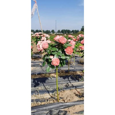 優質特價南陽樹狀月季產地直銷