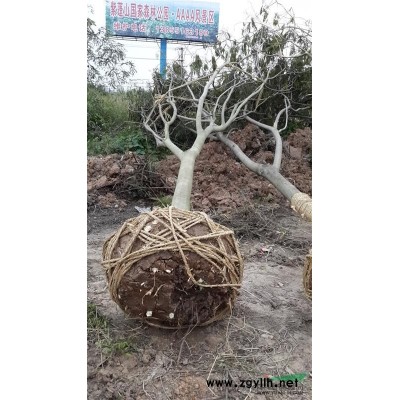 安徽基地供應8-15公分精品紅葉李，落葉小喬木，抗旱能力強