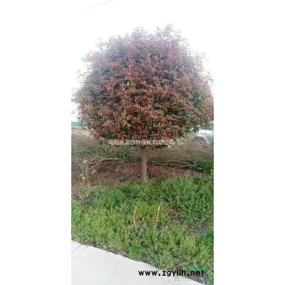 大量供應(yīng)6-7米精品原生叢生元寶楓