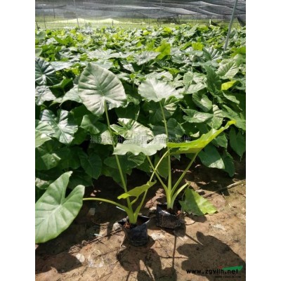 中東海棗價格_中東海棗圖片_中東海棗基地_中東海棗產地