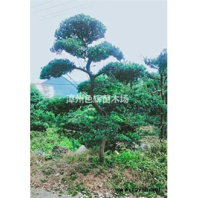 菠蘿蜜 公園景觀樹 胸徑5至10公分 苗圃直供