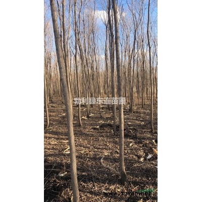 大量出售各種規格柳樹苗