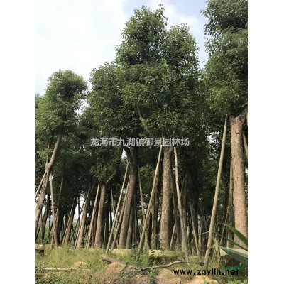 日本羽毛楓行情報價/日本羽毛楓圖片展示