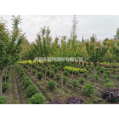 四川桂花 高桿桂花 桂花報價 基地直銷 移栽樹 規格*