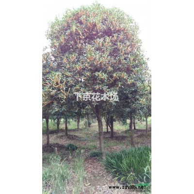 供丹桂金桂P5m，H5、5m，d 20，15株精修剪請看*頁