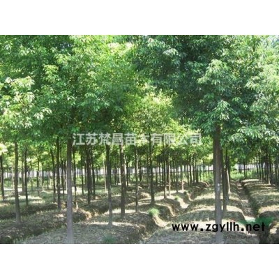 出鋪地竹 四季竹 淡 雷竹 菲白竹 黃紋竹 粉單竹子 慈孝竹