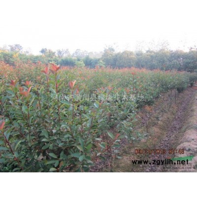 早園竹產(chǎn)地，河南早園竹種植基地，大量供應(yīng)早園竹價格