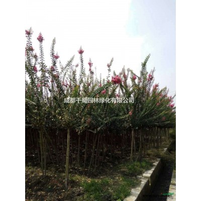 低價出售琴絲竹-琴絲竹批發-四川琴絲竹基地