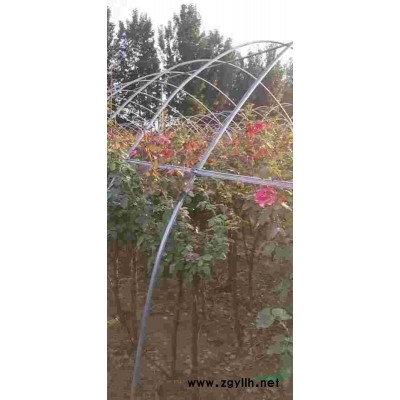 樹樁月季，盆栽月季，奇型月季