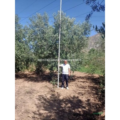 供應甘肅云杉杯苗