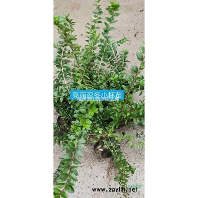 杭州蕭山大量供應：金絲桃.黃譬.繡線菊.金葉女貞.十大功勞等工程色塊苗