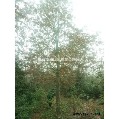 12公分紫薇 產地直銷