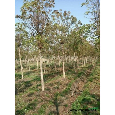 大量供應(yīng)落羽杉，中山杉，池杉，水杉，5一15公分