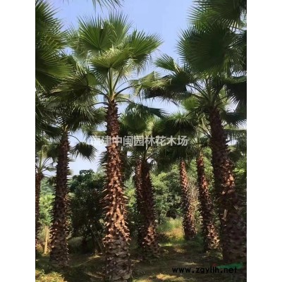 佛肚竹：袋苗，紫竹，唐竹，小剛竹，龜甲竹，烏哺雞竹等