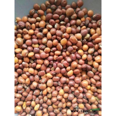 供應網紅清香木種子清香木種子價格