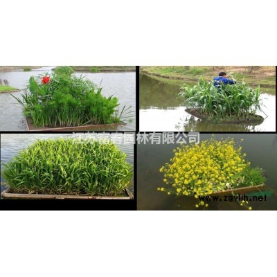 龜甲竹，龜甲竹種苗，別名：龍鱗竹、佛面竹、龜文竹、馬漢竹