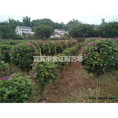 四川批發三角梅藍花楹i