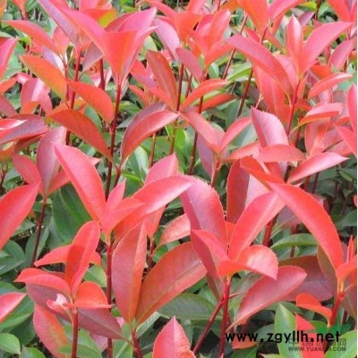 潢川貼梗海棠，垂絲海棠，梨花海棠銷售價格