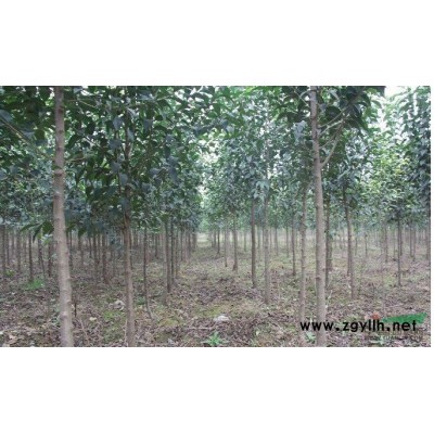 紅葉碧桃樹的價格