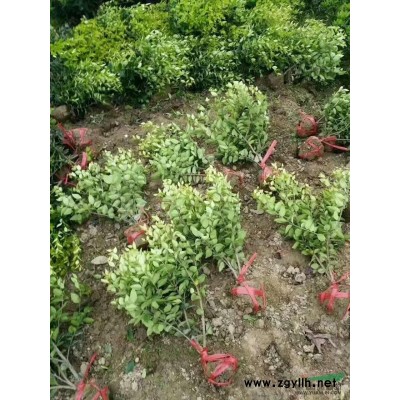 精品無紡布袋紅葉石楠球，80公分至1.5米大量供應(yīng)