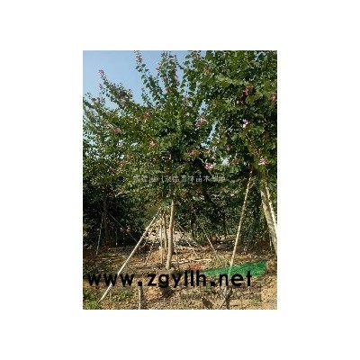 福建漳州花葉美人蕉批發/供應