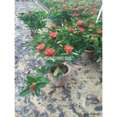 優質特價紫花蘆莉產地直銷