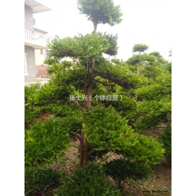 供應大量造型黃楊