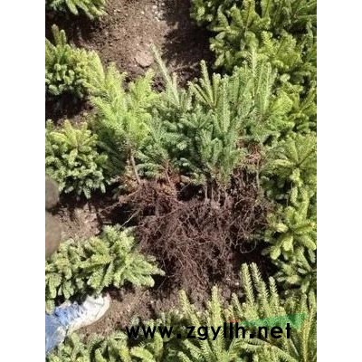 青海云杉苗價格