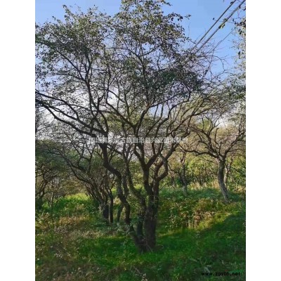 現貨優惠圖片/16-20公分叢生暴馬丁香  河北承德暴馬丁香基地直供  叢生暴馬丁香現貨優惠報價