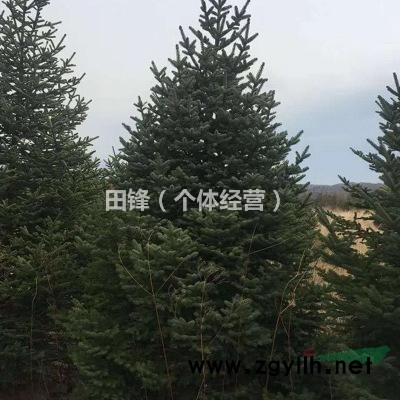 自栽云杉一千余棵，高2-3米，低價出手