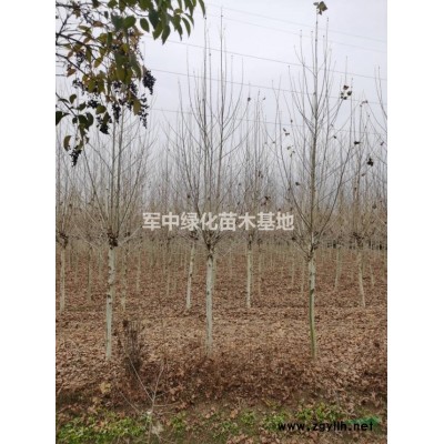 火棘工程用苗！火棘價格、火棘行情、火棘圖片