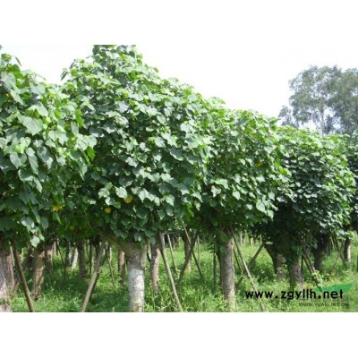 千層金球2-3米批發(fā)