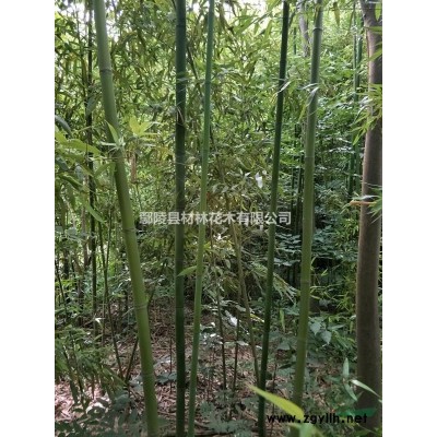 竹子，河南竹子花木基地，竹子價格，竹子基地，竹子批發