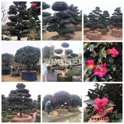 紅豆杉：8-25公分大批發基地