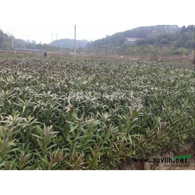 剛竹，青皮竹，紫竹，慈孝竹，鳳尾竹，琴絲竹，金香玉竹