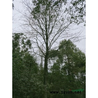 桂花 *新桂花報價