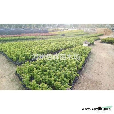 青皮竹價格 青皮竹批發 福建漳州產地直供 規格* 量大從優