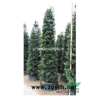 楠竹、楠竹供應、楠竹價格、楠竹大量