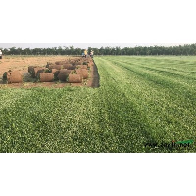 賣草坪了賣草坪了