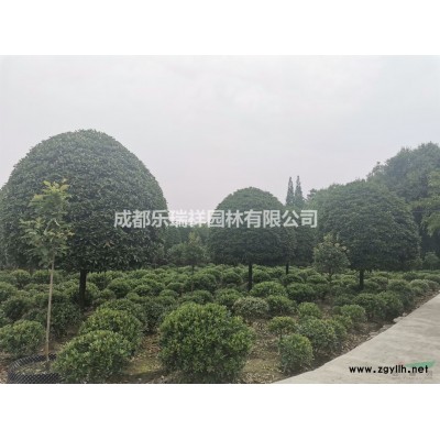 情絲竹 鳳尾竹 雷竹 剛竹 黃金竹 羅漢竹 人面竹基地直銷