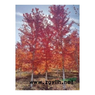 精品美國紅楓6-12公分大量