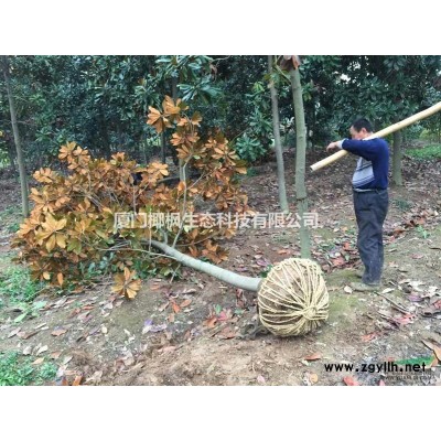 夾竹桃、夾竹桃小苗、夾竹桃價格、大量供應夾竹桃