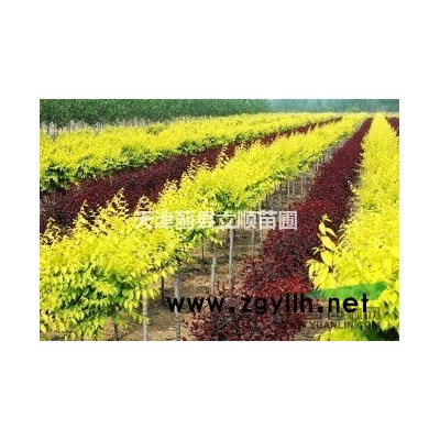 天津薊州果樹基地