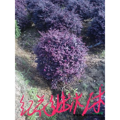 肥西大量出售三角楓