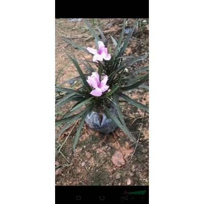 福建省漳州市供應(yīng)綠化庭院設(shè)計，桃樹