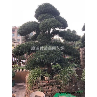 福建造型小葉榕細葉榕泰國榕，有托位云片造型