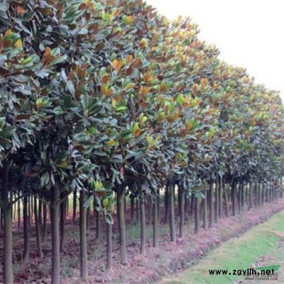 白玉蘭3公分8元