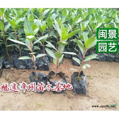 人參榕小盆景高40厘米福建漳州苗木基地批發(fā)價(jià)格價(jià)錢